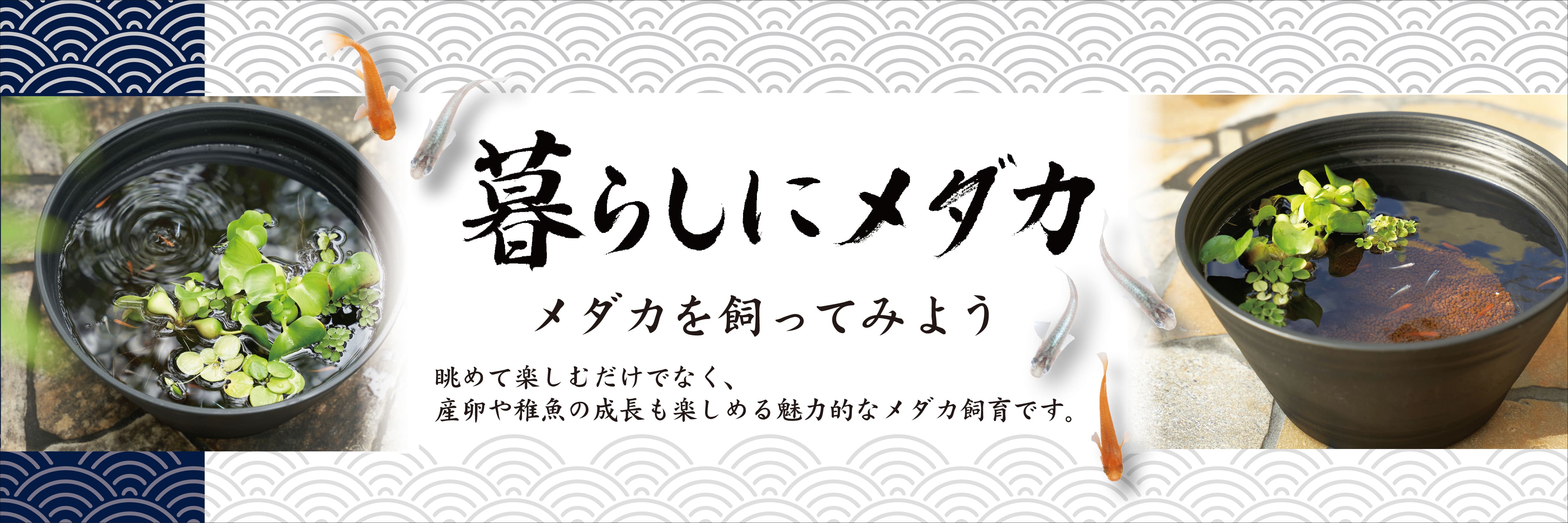 東京都板橋区の熱帯魚プロショップFISH JAPAN コトブキ工芸 暮らしにメダカ 阿蘇の天然土 茶 0.7L